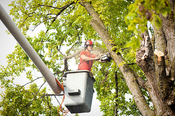 Best Commercial Tree Services  in Celina, TX