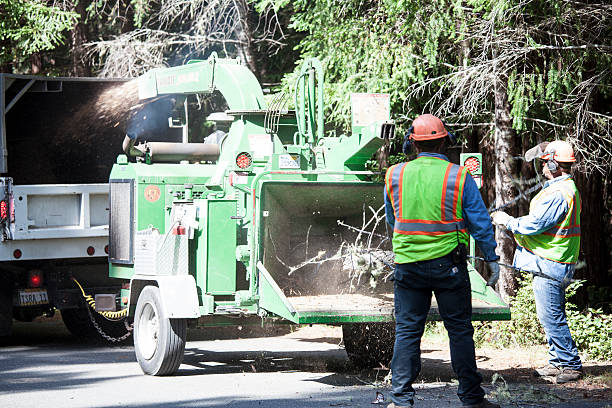 How Our Tree Care Process Works  in  Celina, TX