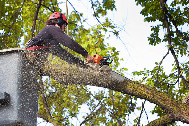 Tree and Shrub Care in Celina, TX