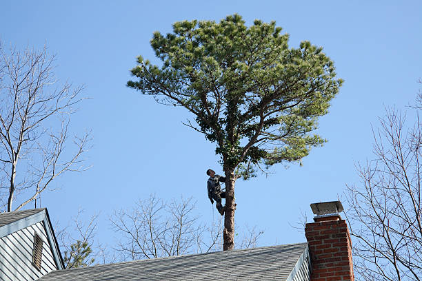 Best Hazardous Tree Removal  in Celina, TX