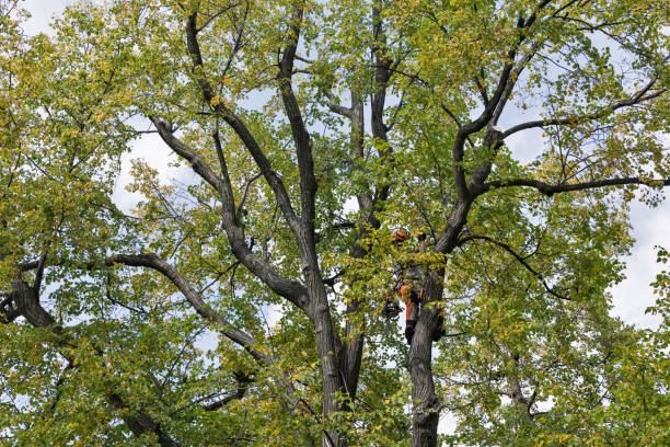 Best Tree Removal  in Celina, TX